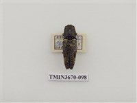 藏品(叩頭蟲(1))的圖片